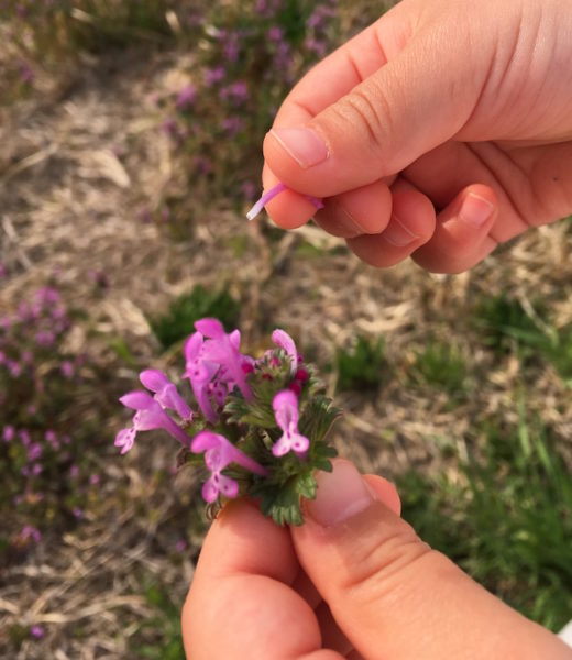 田舎の子供がよくやる遊び 春の雑草ホトケノザの蜜を味わう 地方暮らしの現実的な話